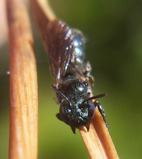 Ceratina sp.